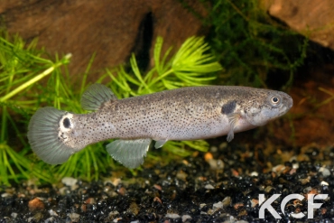 Kryptolebias marmoratus  male adulte 