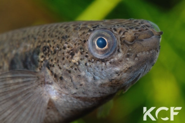Kryptolebias marmoratus  male adulte 
