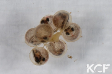 Kryptolebias marmoratus  couple alevin 