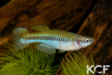 Lacustricola pumilus Burundi CI 08 male adulte 