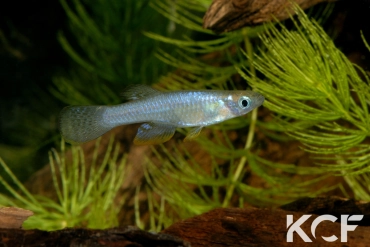 Lacustricola vitschumbaensis Lake Kijanebalola 07 male adulte 