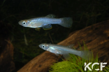 Lacustricola vitschumbaensis Lake Kijanebalola 07 couple adulte 