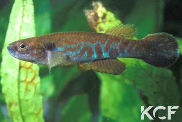 Laimosemion cladophorus  male adulte 