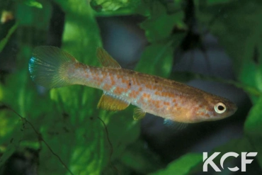 Laimosemion cladophorus  femelle adulte 