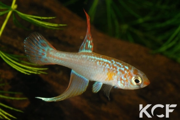 Maratecoara lacortei  male adulte 