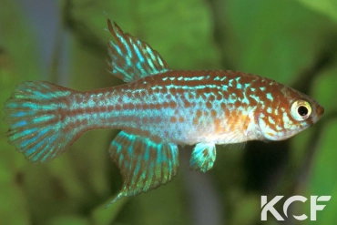 Maratecoara lacortei  male sub adulte 