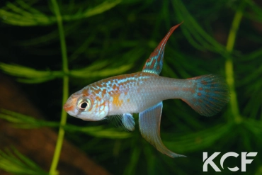 Maratecoara lacortei  male adulte 