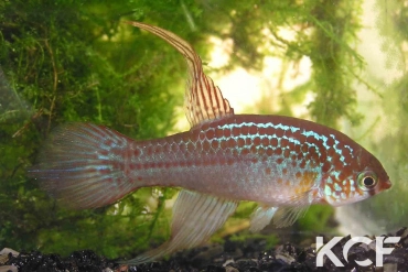 Maratecoara lacortei  male adulte 