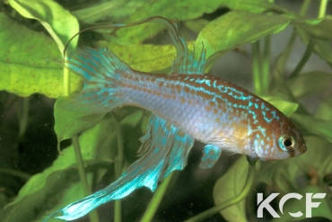 Maratecoara lacortei  male adulte 