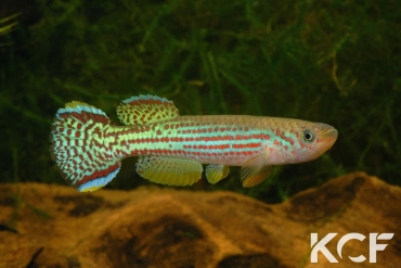 Fundulopanchax oeseri  male adulte 