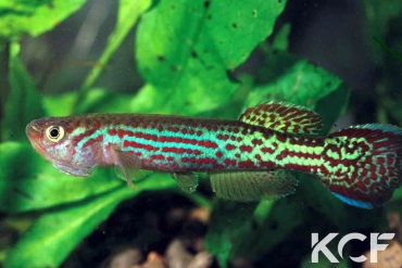Fundulopanchax oeseri  male adulte 