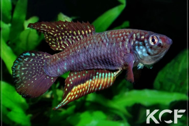 Nematolebias papilliferus Inoa male adulte 