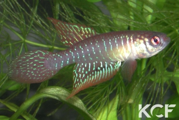 Nematolebias papilliferus  male adulte 