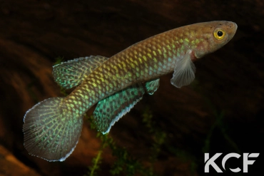 Nimbapanchax maeseni Bokoumé CGL 11-08 male adulte 