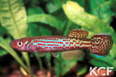 Fundulopanchax oeseri  male adulte 