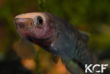 Nimbapanchax maeseni Bokoumé CGL 11-08 male adulte 