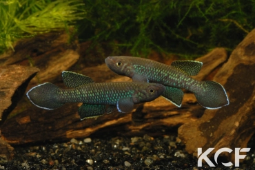 Nimbapanchax maeseni Lola GRC 90-174 male adulte 