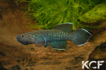 Nimbapanchax maeseni Lola GRC 90-174 male adulte 