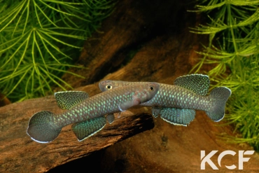 Nimbapanchax maeseni Lola GRC 90-174 male adulte 