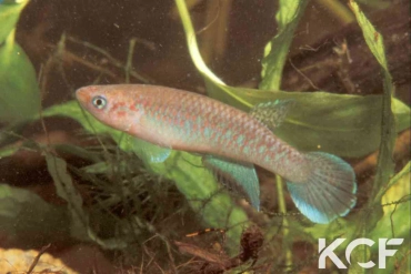 Nimbapanchax viride Nzerekore GRC 90-175 male adulte 