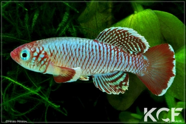 Nothobranchius eggersi TSTS 12-17 male adulte 