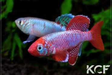 Nothobranchius eggersi Utete TZ 97-55 couple adulte 