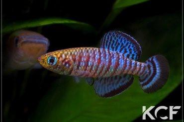 Nothobranchius fuscotaeniatus  male adulte 