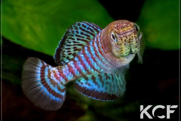 Nothobranchius fuscotaeniatus Kitonga North TAN 97-09 male adulte 