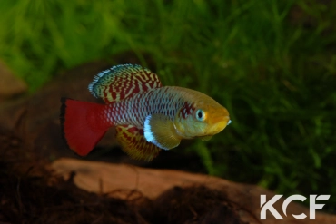 Nothobranchius guentheri Zanzibar male adulte 