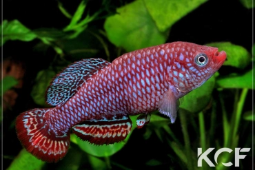 Nothobranchius hassoni Bukena  DRCH 08-10 male adulte 