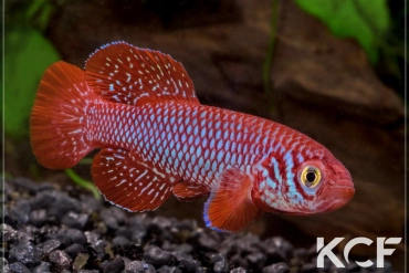 Nothobranchius kadleci Save River MZCS 08-108 male adulte 