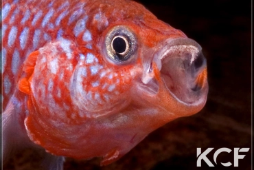 Nothobranchius kafuensis  male adulte 