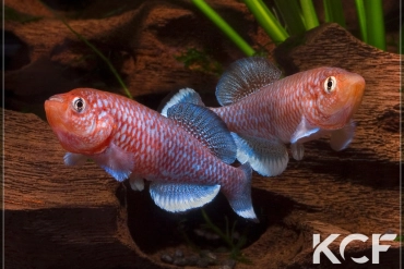 Nothobranchius kafuensis  couple adulte 