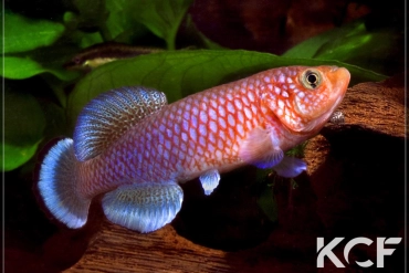 Nothobranchius kafuensis Kayuni ZAM 09-01 male adulte 