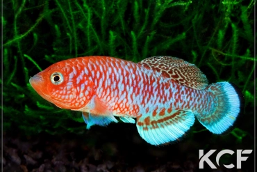 Nothobranchius kafuensis Kayuni ZM 12-01 male adulte 