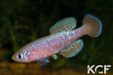 Nothobranchius kafuensis Lukanga swamp ZAM 08-02 male adulte 