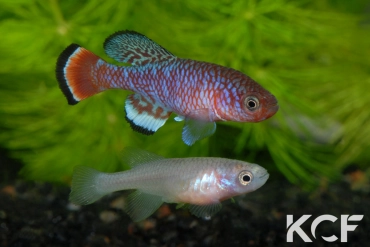 Nothobranchius kafuensis Mambova ZAM 03-01 couple adulte 