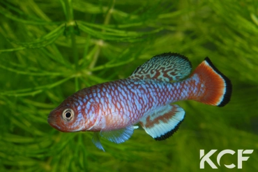 Nothobranchius kafuensis Mambova ZAM 03-01 male adulte 