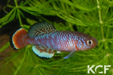 Nothobranchius kafuensis Mambova ZAM 03-01 male adulte 