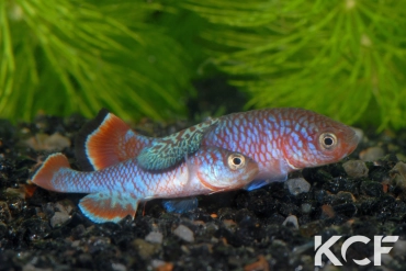 Nothobranchius kafuensis Mambova ZAM 03-01 couple adulte 