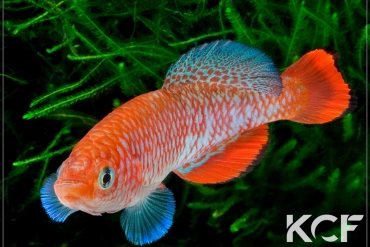 Nothobranchius kafuensis Nega Nega ZM 12-06 male adulte 