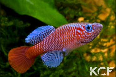 Nothobranchius kilomberoensis Ifakara TAN 95-04 male adulte 