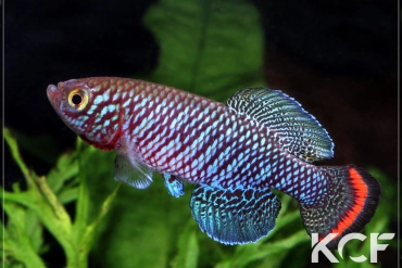 Nothobranchius pienaari Kruger National Park male adulte 