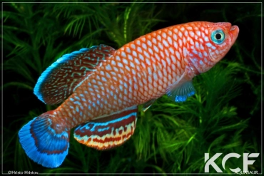Nothobranchius polli Kyembe DRCH 08-02 male adulte 
