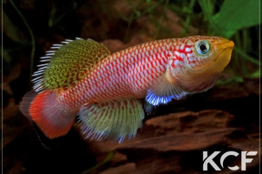 Nothobranchius sp. Kiziko  RB TAN 05 male adulte 