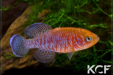 Nothobranchius symoensi Luapula River ZAM 07-05 male adulte 