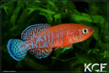 Nothobranchius symoensi Sitambuli ZM 12-10 male adulte 