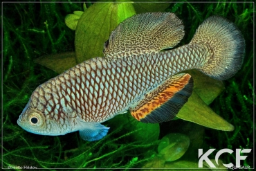 Nothobranchius sonjae Makoja K 11-11 male adulte 