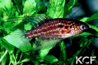 Ophtalmolebias constanciae  male adulte 