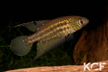 Ophtalmolebias constanciae  male adulte 